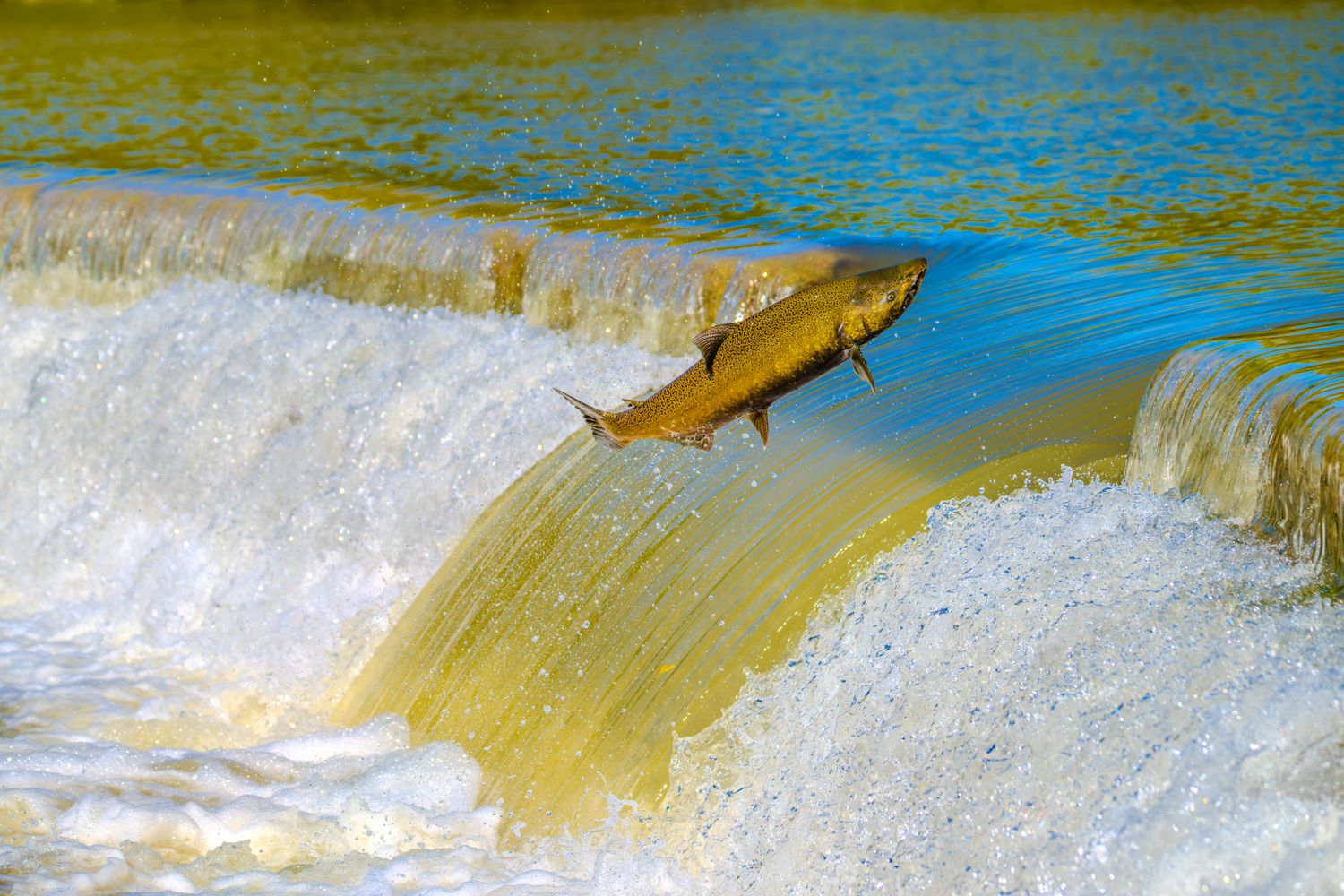 A wild salmon leaping