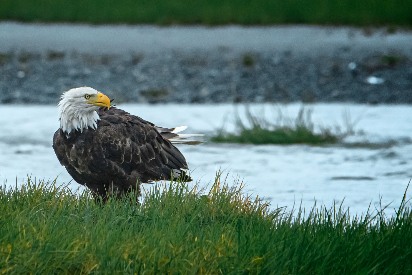 A bald eagle by the water