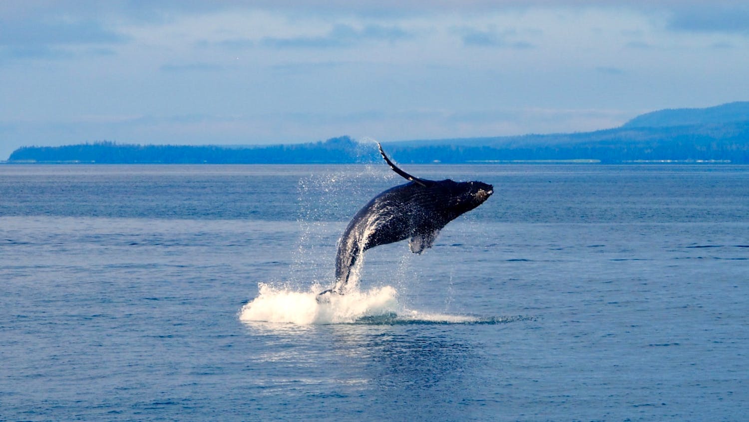 A breaching humpback whale